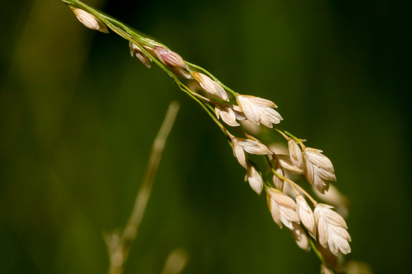 Fowl Mannagrass (Glyceria striata)