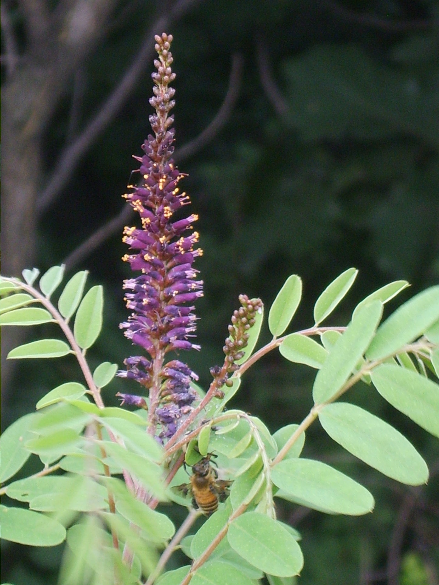 Bastard Indigobush Desert False Indigo Indigo (Amorpha fruticosa)