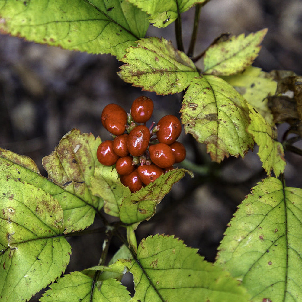 American Ginseng Huaquishen (Panax quinquefolius)