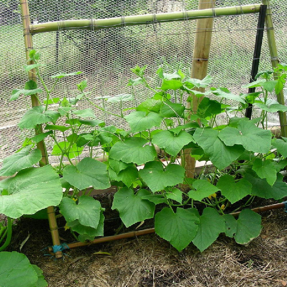 Cucumber Garden Cucumber (Cucumis sativus 'Spacemaster')