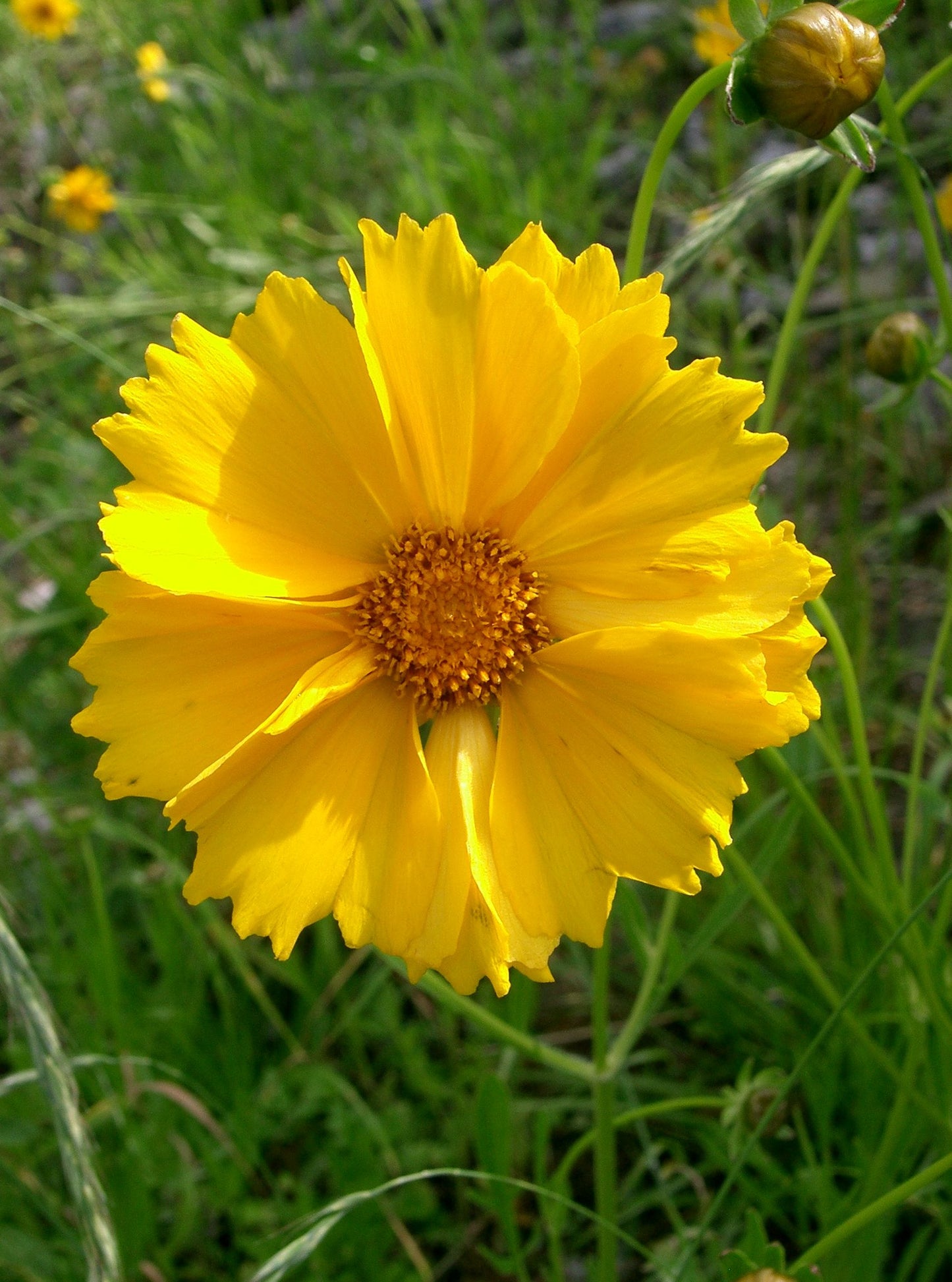 Lance Coreopsis Lanceleaf Tickseed (Coreopsis lanceolata)