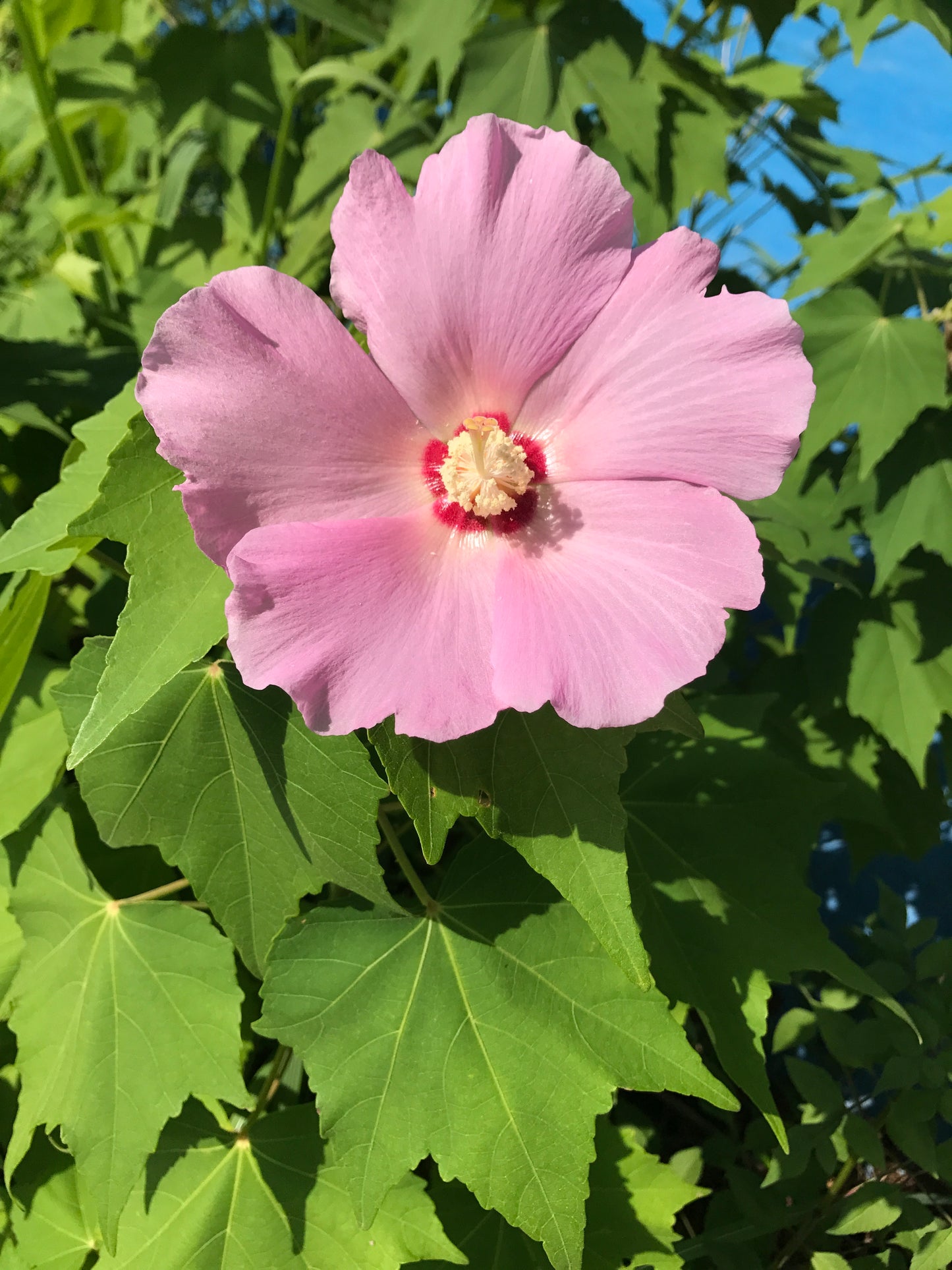 Confederate Rose Cotton Rosemallow Dixie Rosemallow (Hibiscus mutabilis)