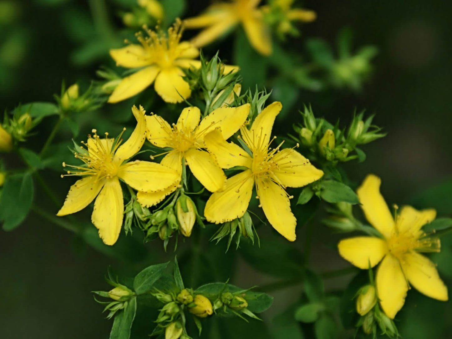 Common St. Johnswort (Hypericum perforatum)