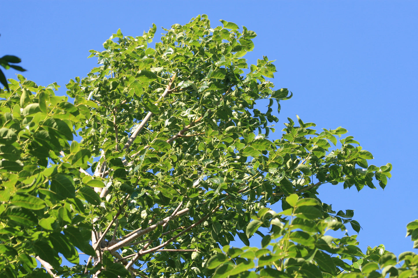Big Leaf Mahogany Honduras Mahogany (Swietenia macrophylla)