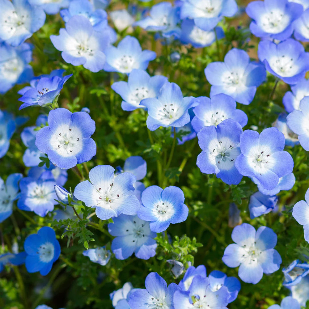 Baby Blue Eyes (Nemophila menziesii)
