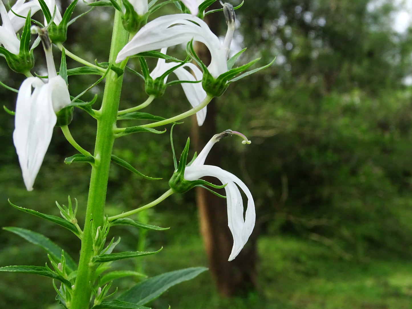 Great White Blue Lobelia Cardinal Flower Lobelia (Lobelia siphilitica var. Alba)