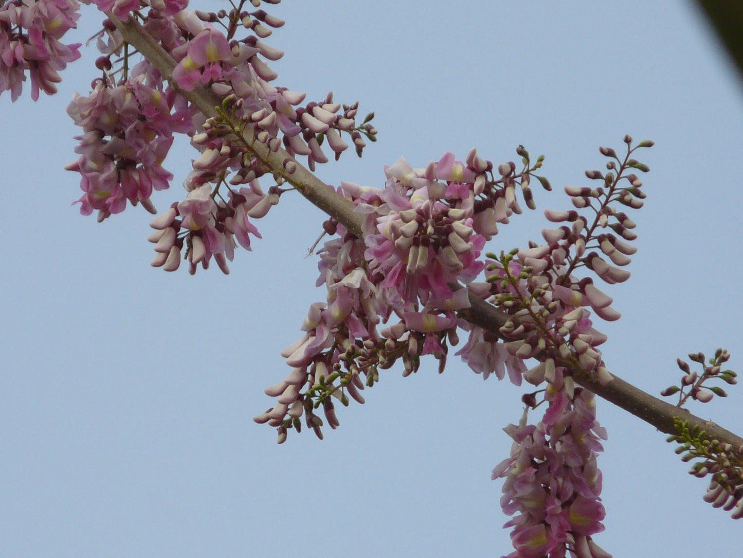 Mexican Redbud (Cercis canadensis var. mexicana)