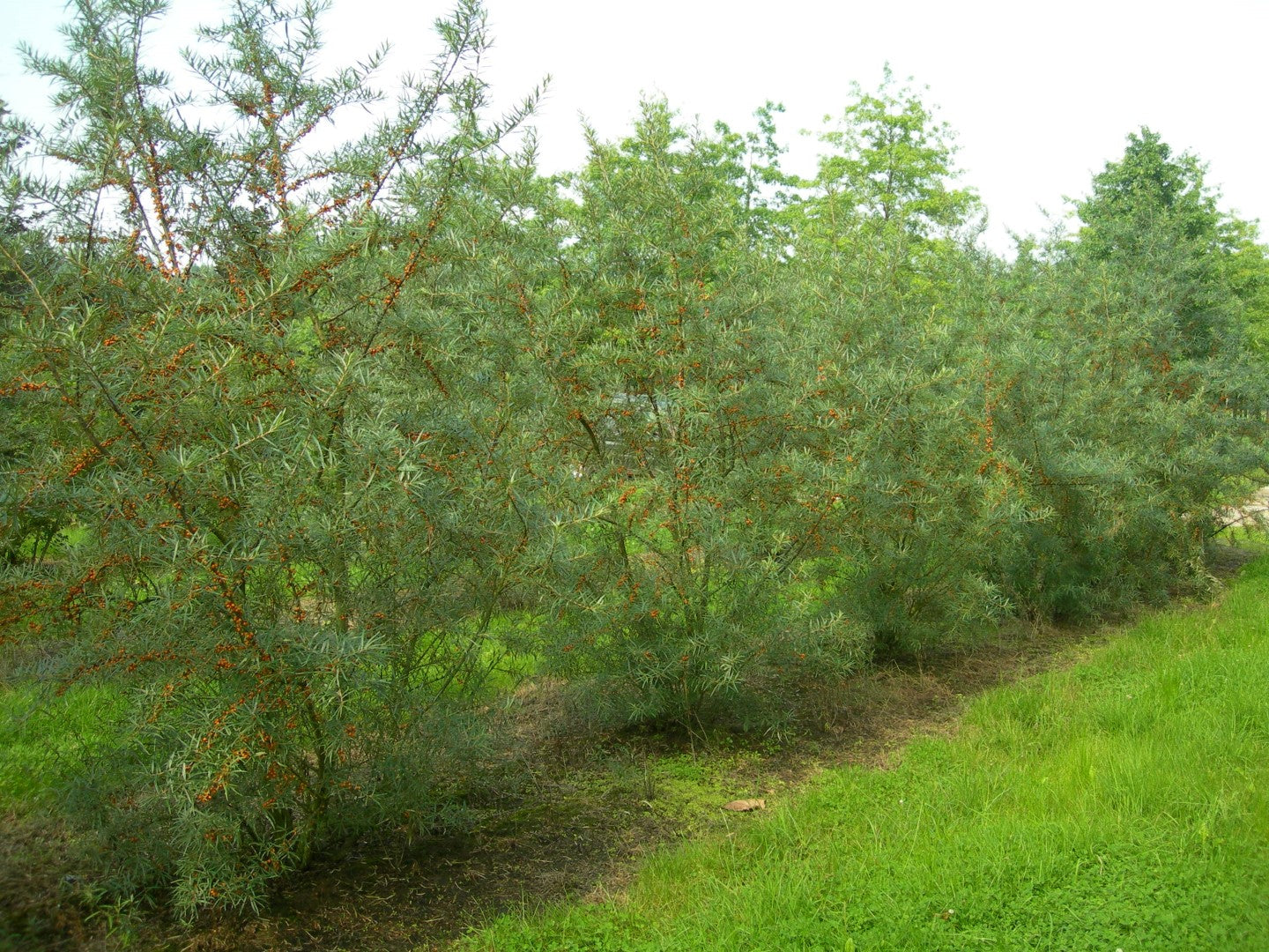 Sea Buckthorn, Seaberry (Hippophae rhamnoides)