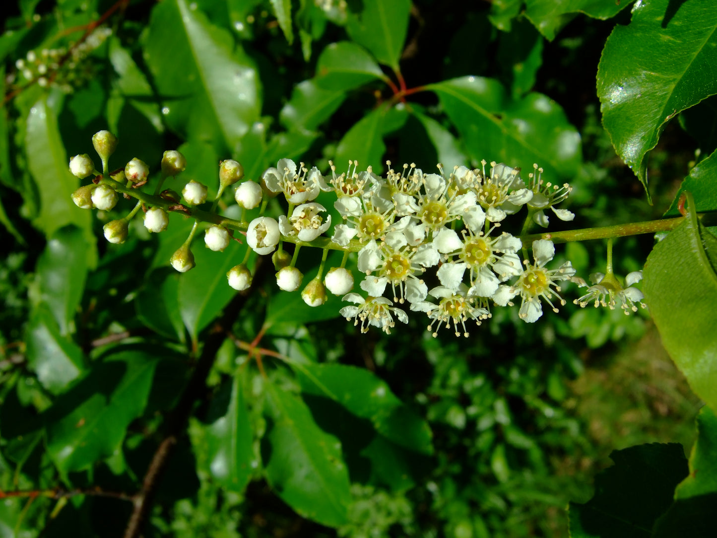 Black Cherry (Prunus serotina)