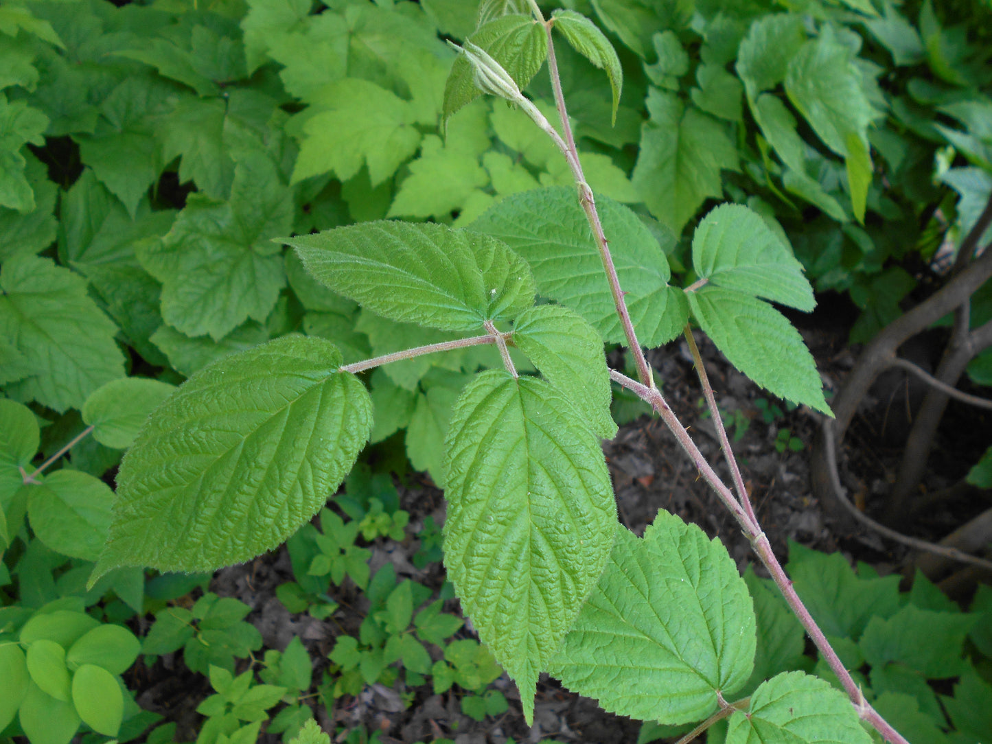 Allegheny Blackberry Blackberry (Rubus alleghaniensis)
