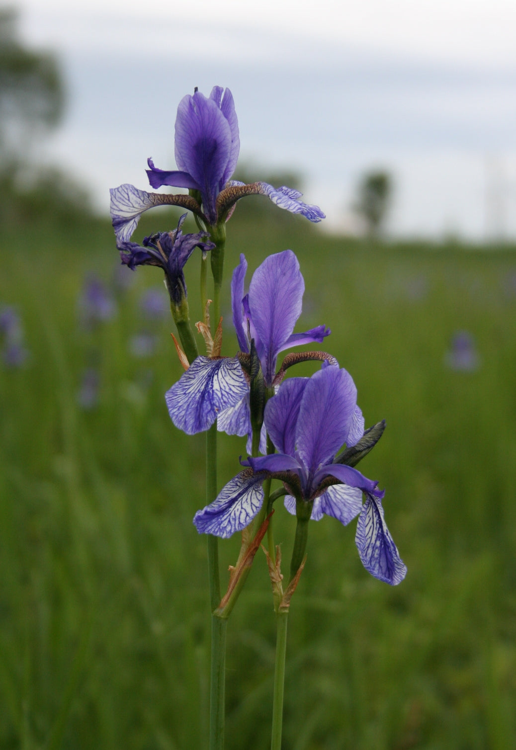 Siberian Iris (Iris sibirica)