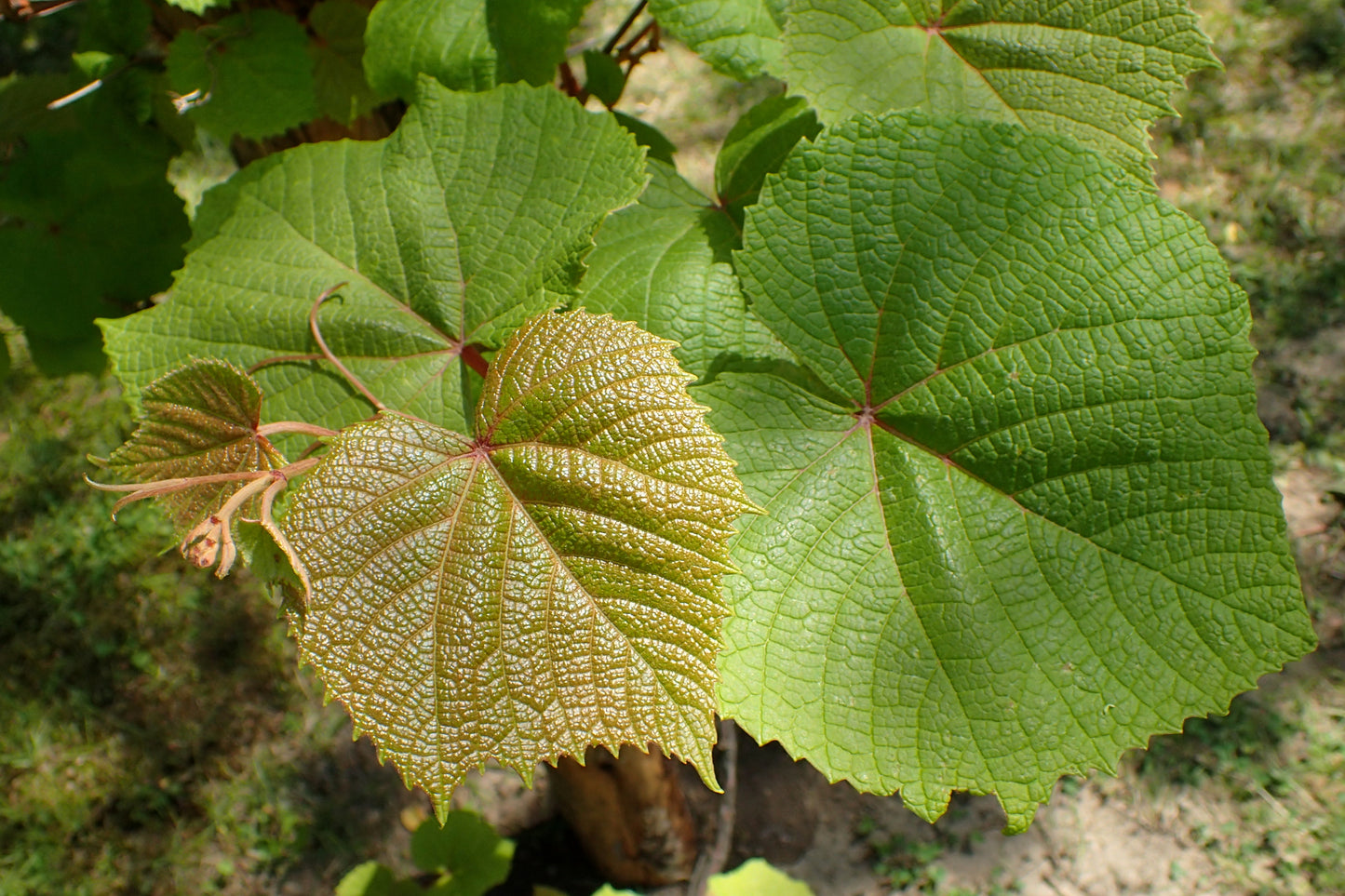 Crimson Glory Vine (Vitis coignetiae)