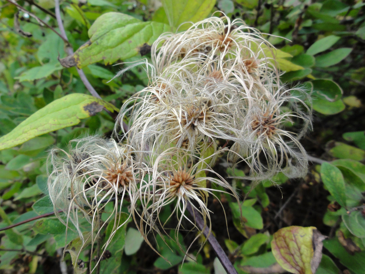 Devils Darning Needles Virgins Bower (Clematis virginiana)