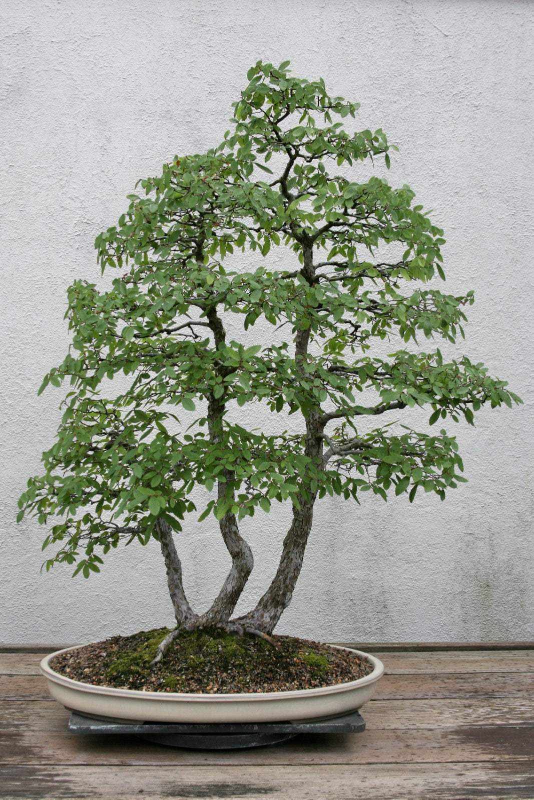Cedar Elm (Ulmus crassifolia)