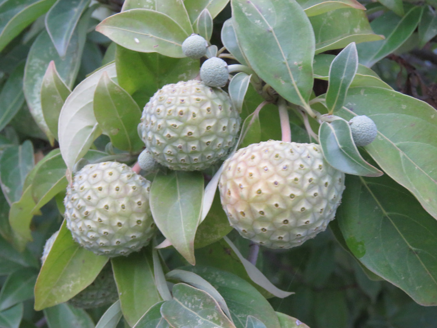 Benthams Cornel Evergreen Dogwood (Cornus capitata)