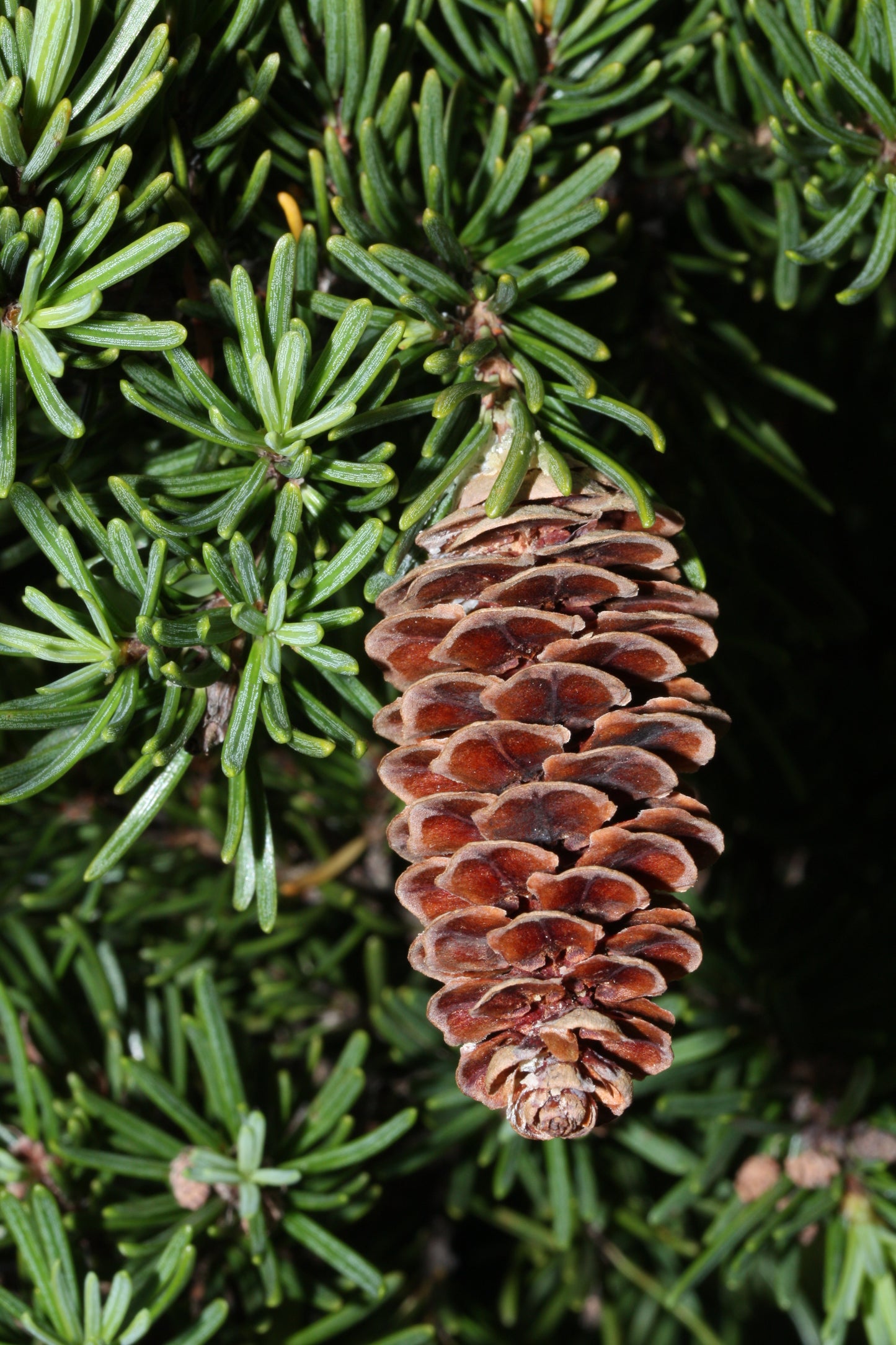 Mountain Hemlock (Tsuga mertensiana)