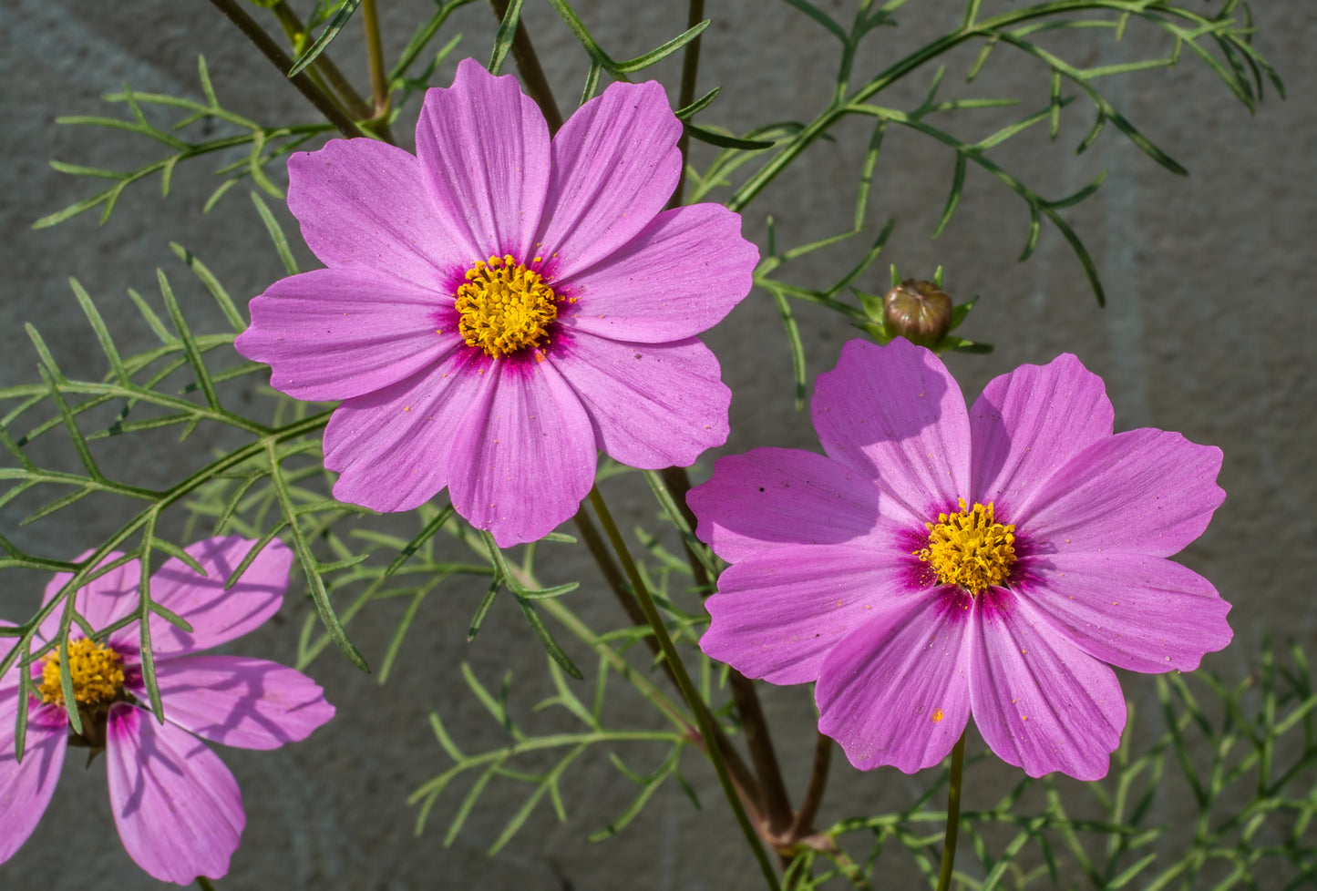 Common Cosmos Garden Cosmos (Cosmos bipinnatus)