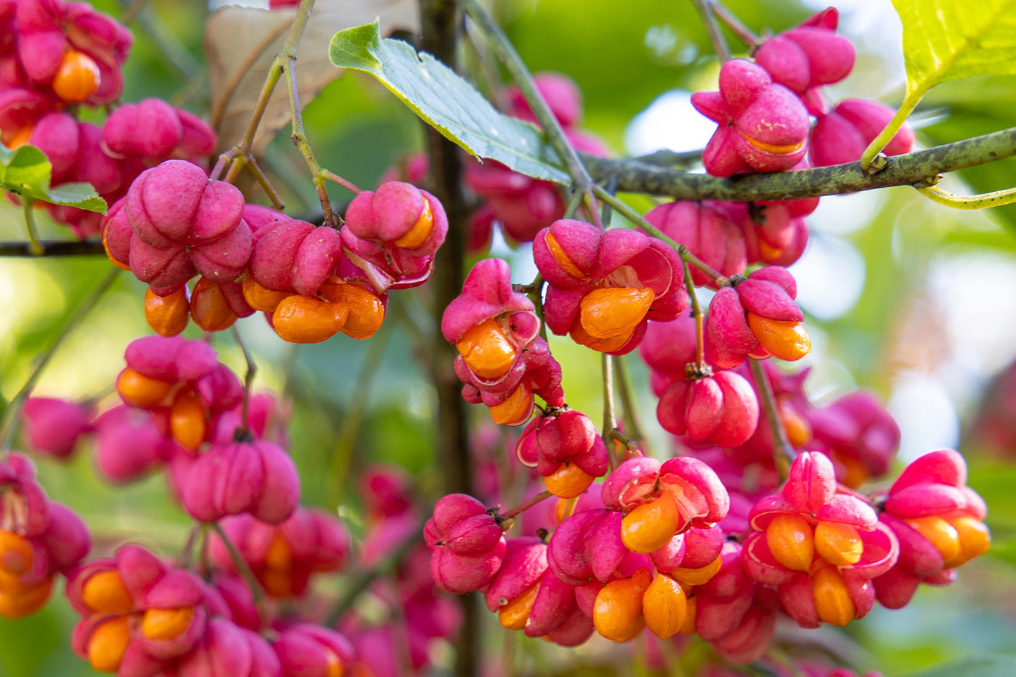 Burningbush, Winged Euonymus Spindle (Euonymus alatus)