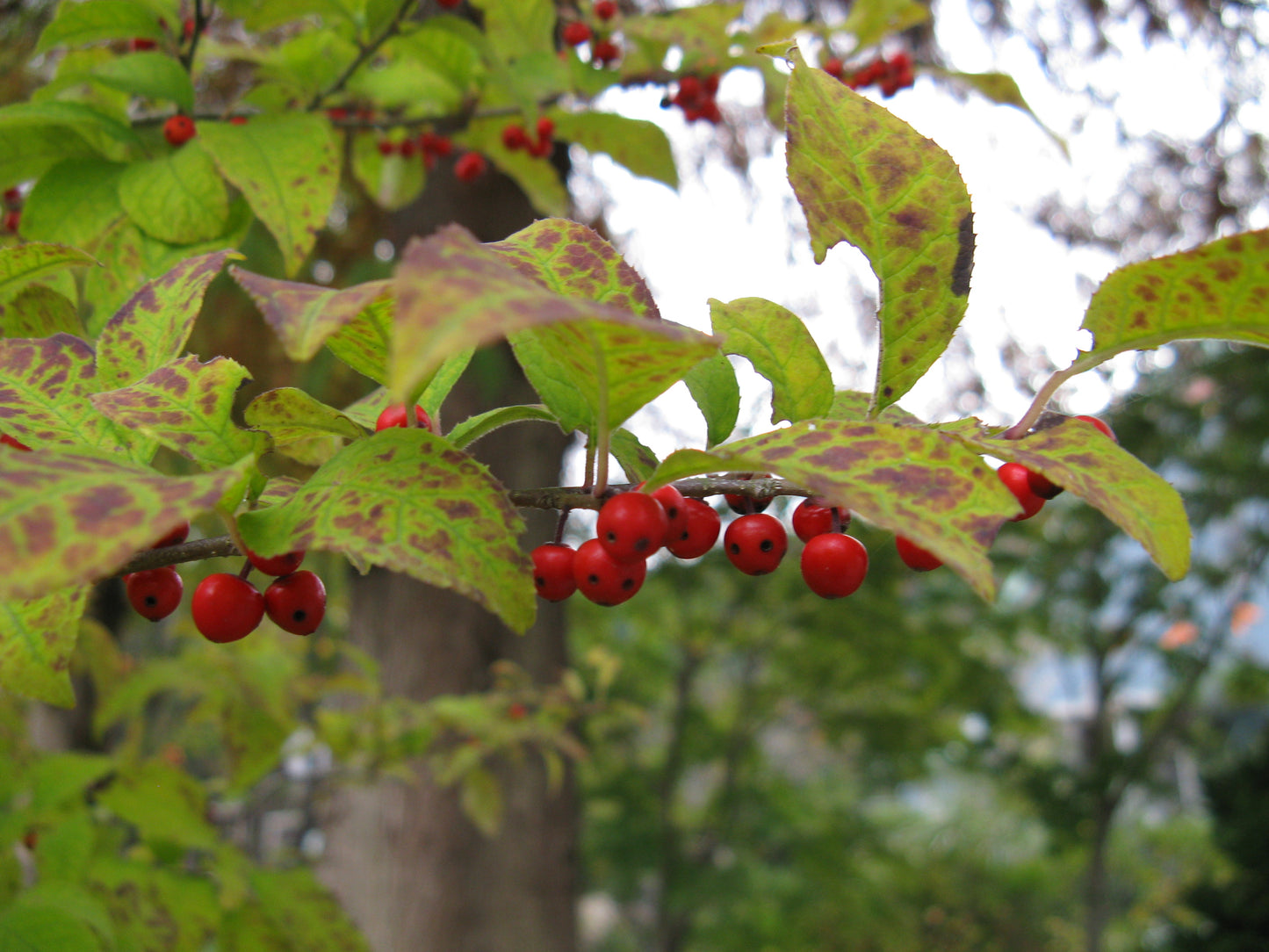 Finetooth Holly (Ilex serrata)