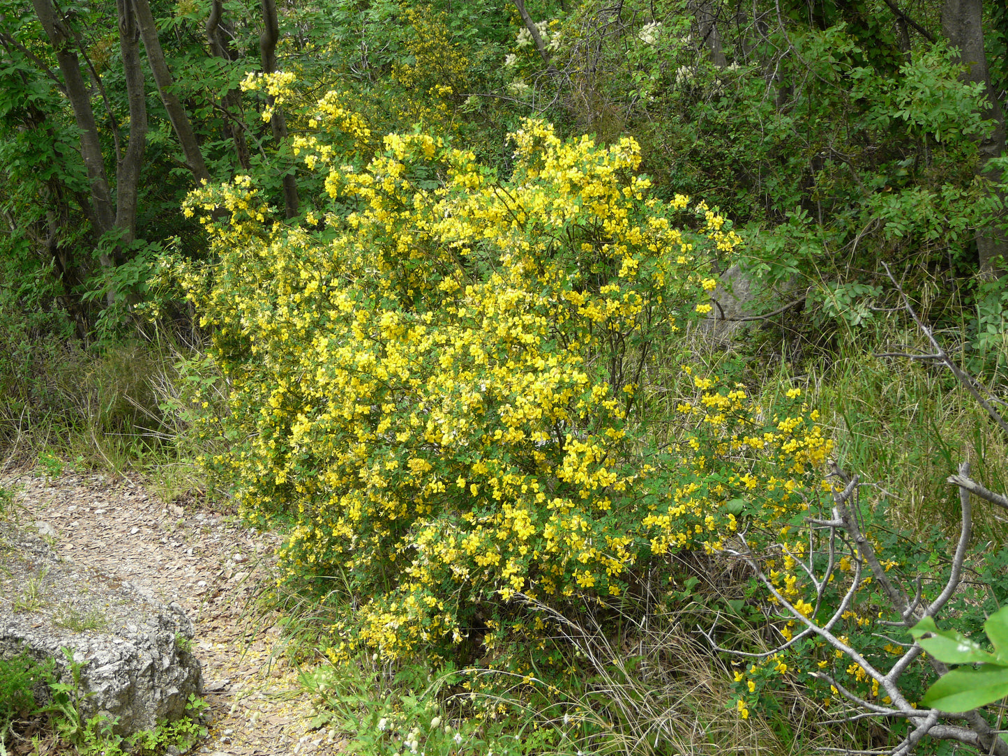 Scorpion Senna (Hippocrepis emerus)