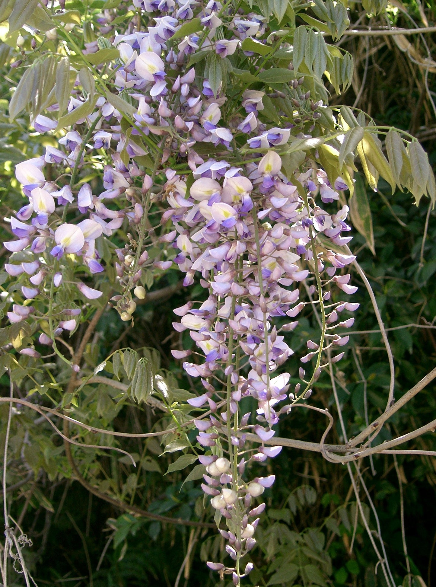 Japanese Wisteria (Wisteria floribunda)