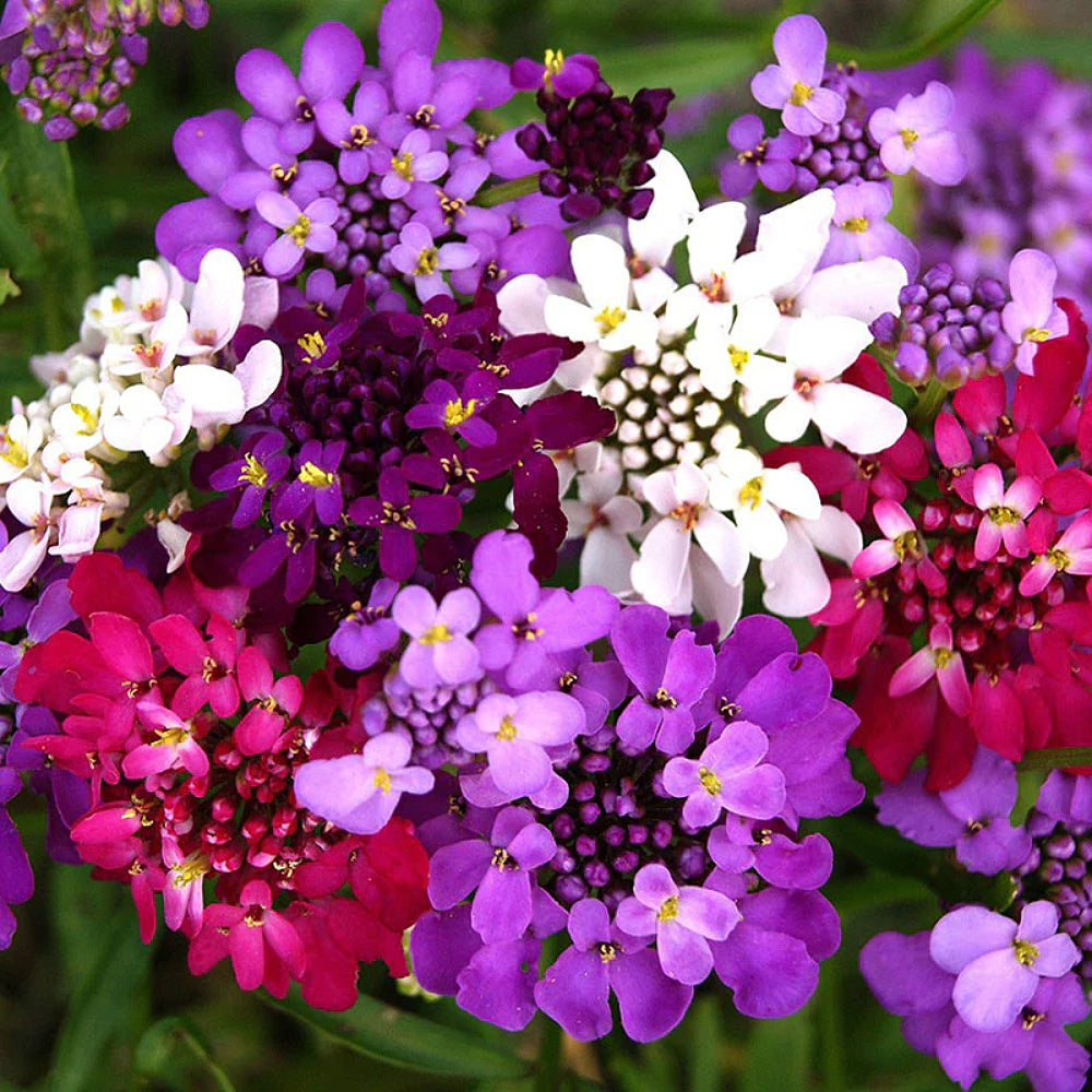 Dwarf Fairy Candytuft (Iberis umbellata 'Dwarf Fairy')
