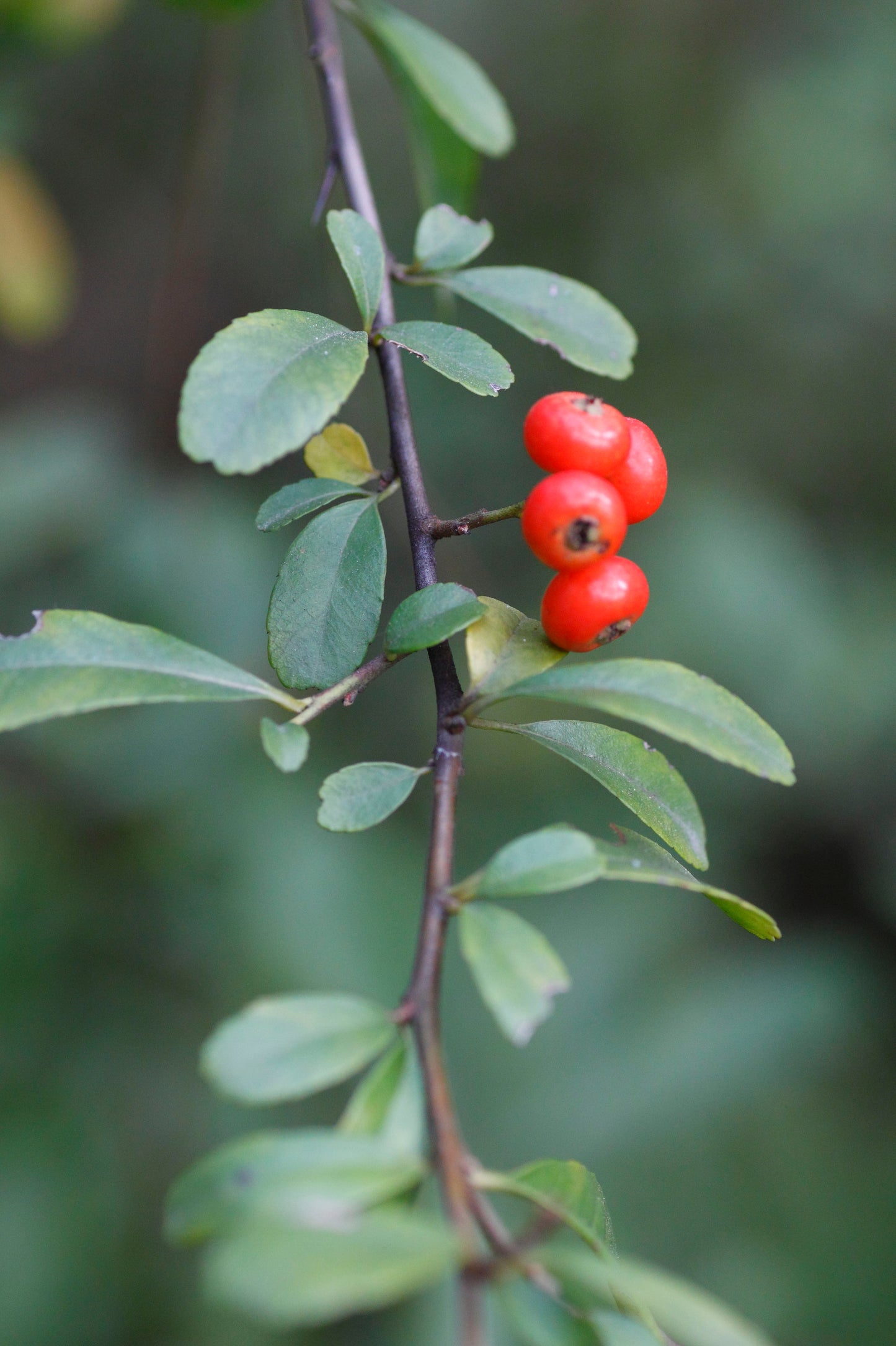 Chinese Firethorn (Pyracantha fortuneana)
