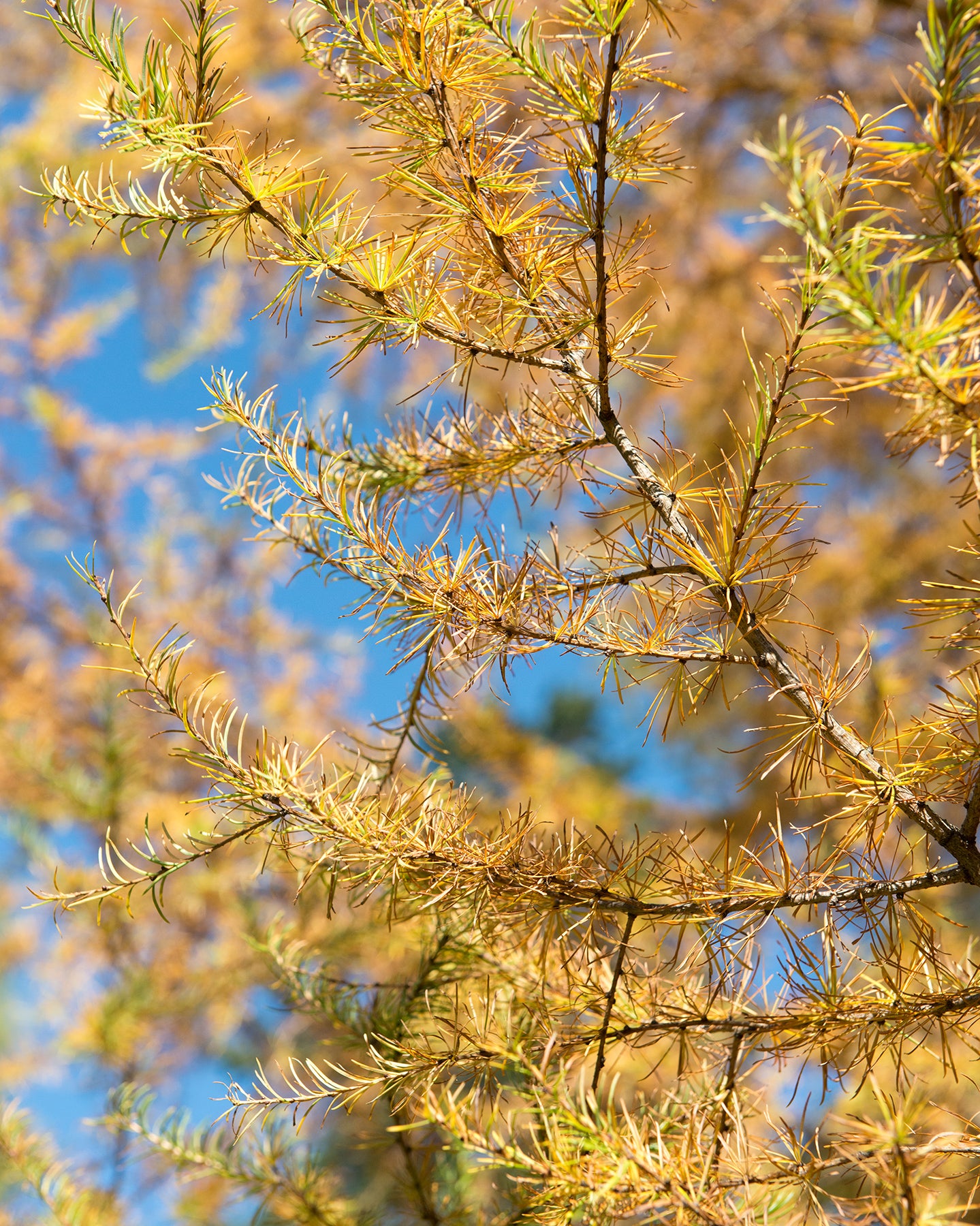 Olga Bay Larch (Larix gmelinii var. olgensis)