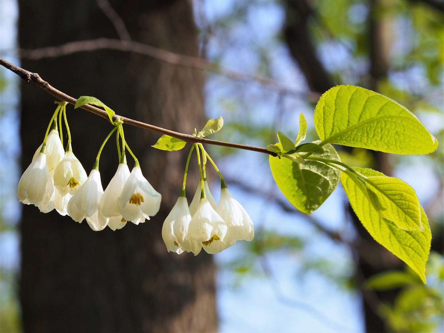 Mountain Silverbell Snow Drop (Halesia carolina var. monticola)