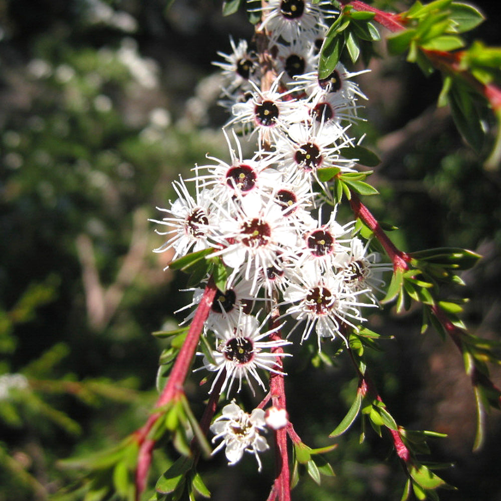 Burgan Kanuka Tea-tree (Kunzea ericoides)