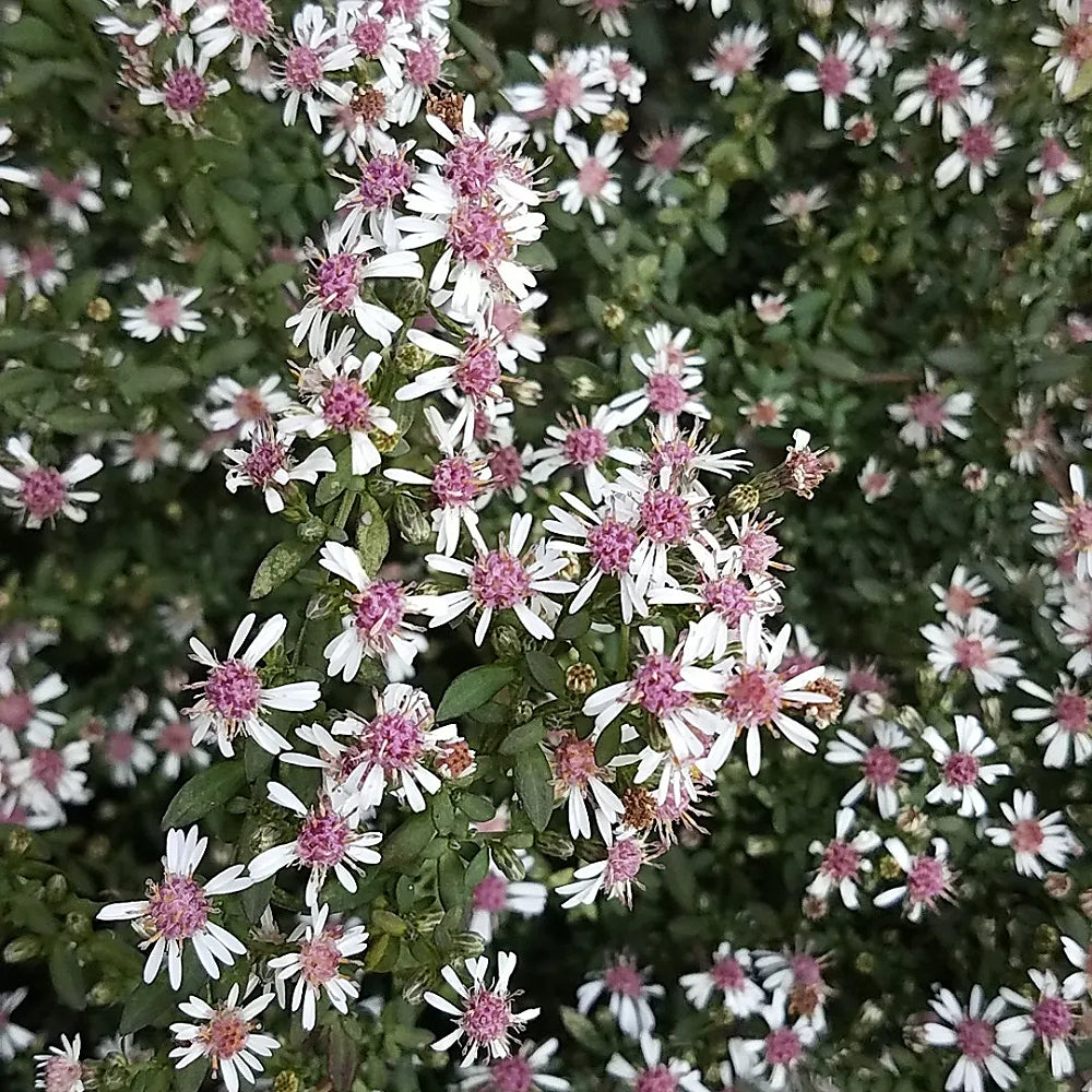 Calico Aster (Symphyotrichum lateriflorum)