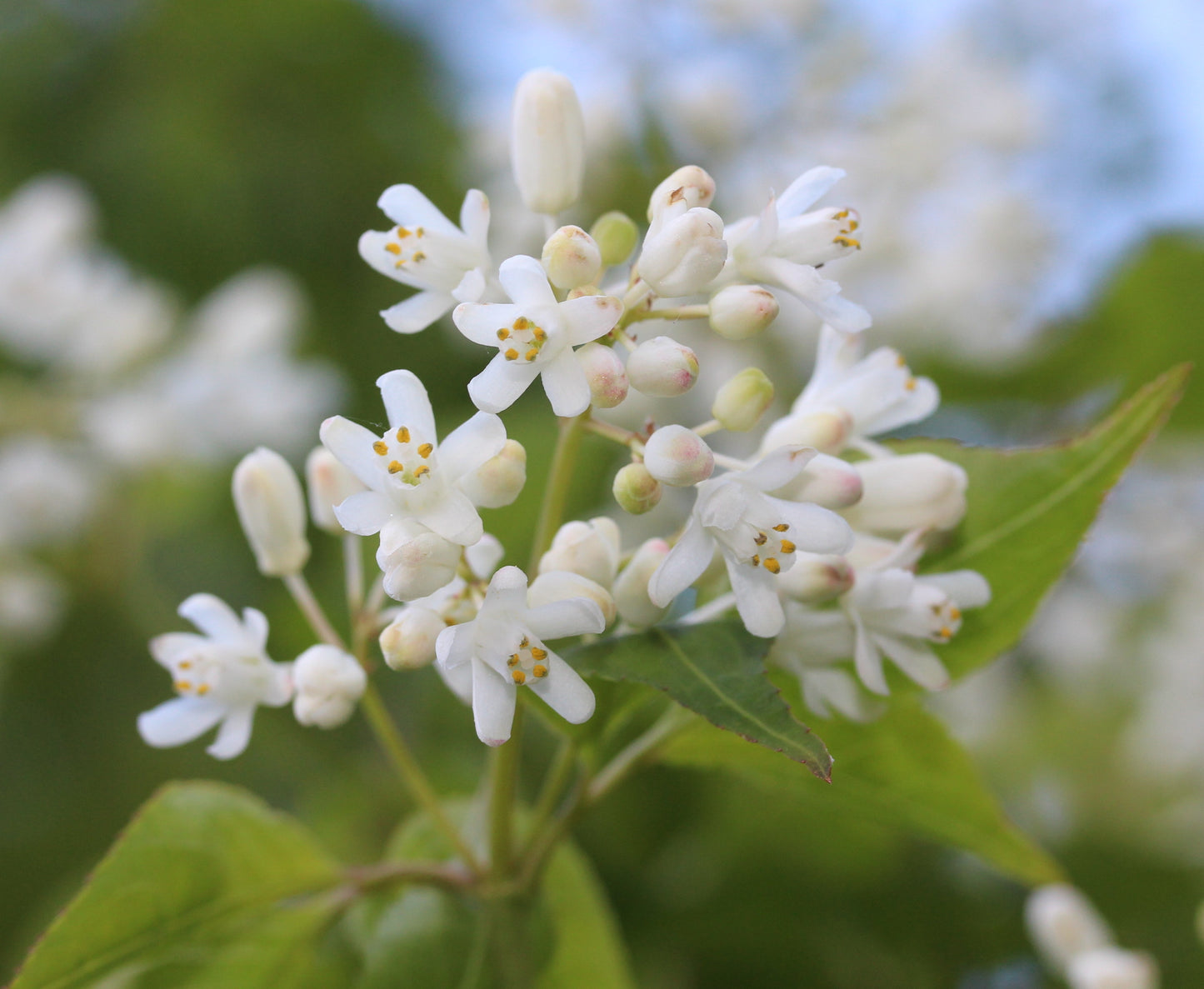 Bumalda Bladdernut (Staphylea bumalda)