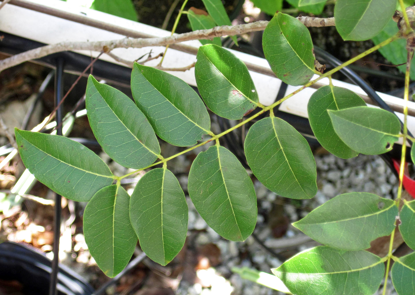 Acajou De Cuba West Mahogany (Swietenia mahagoni)