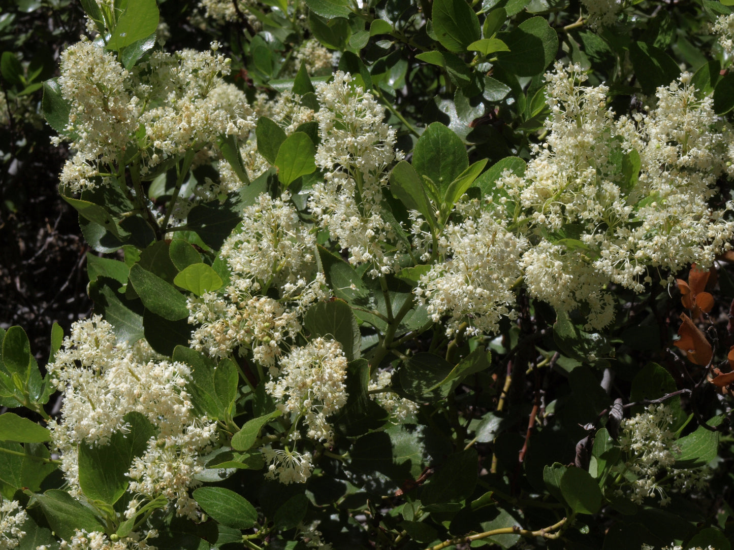Snow Whitethorn Ceanothus (Ceanothus cordulatus)
