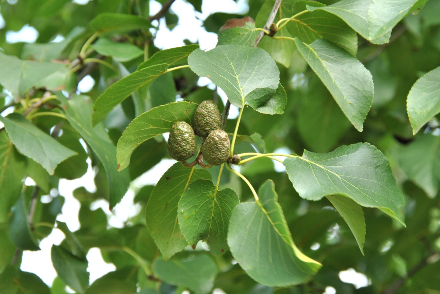 Italian Alder (Alnus cordata)