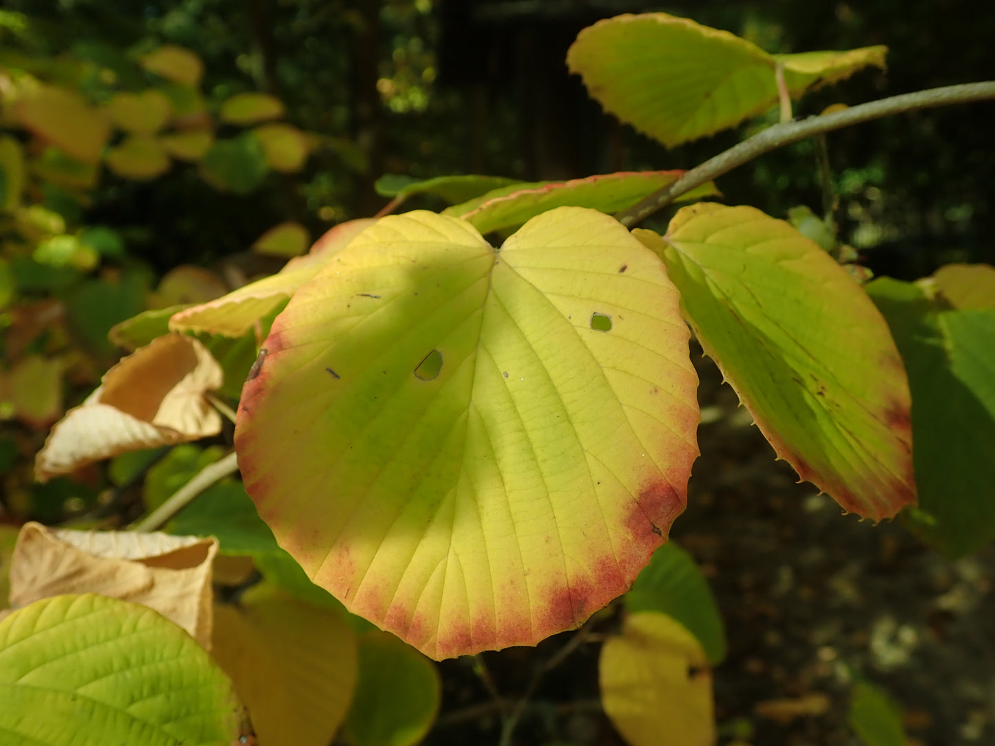 Chinese Winterhazel Winter Hazel (Corylopsis sinensis)