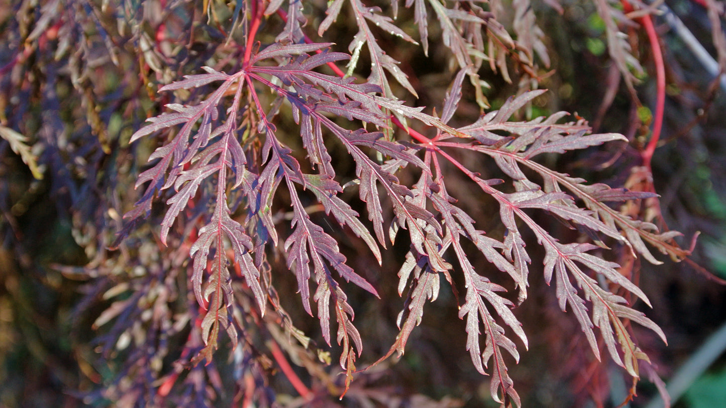 Inaba Shidare Japanese Maple (Acer palmatum ssp. matsumurae 'Inaba shidare' dry seed)