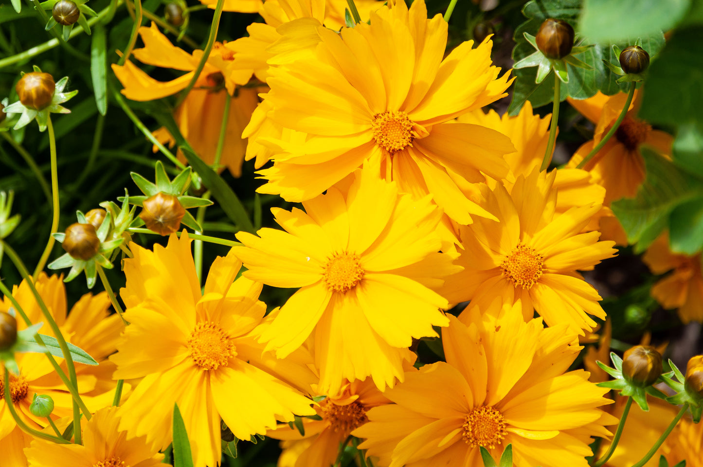Lance Coreopsis Lanceleaf Tickseed (Coreopsis lanceolata)