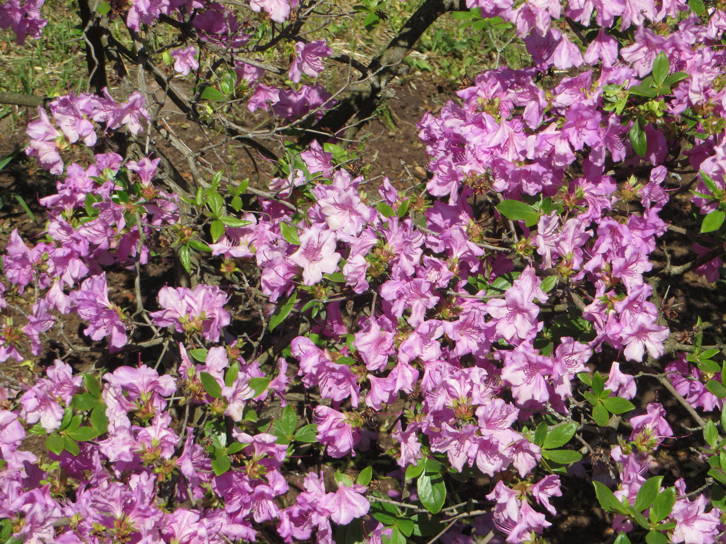Korean Azalea (Rhododendron yedoense 'Poukhanense')