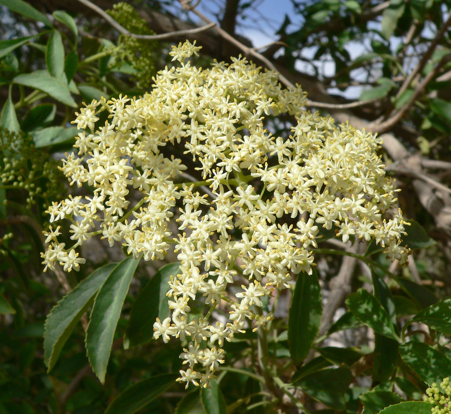 Mexican Elderberry (Sambucus mexicana)