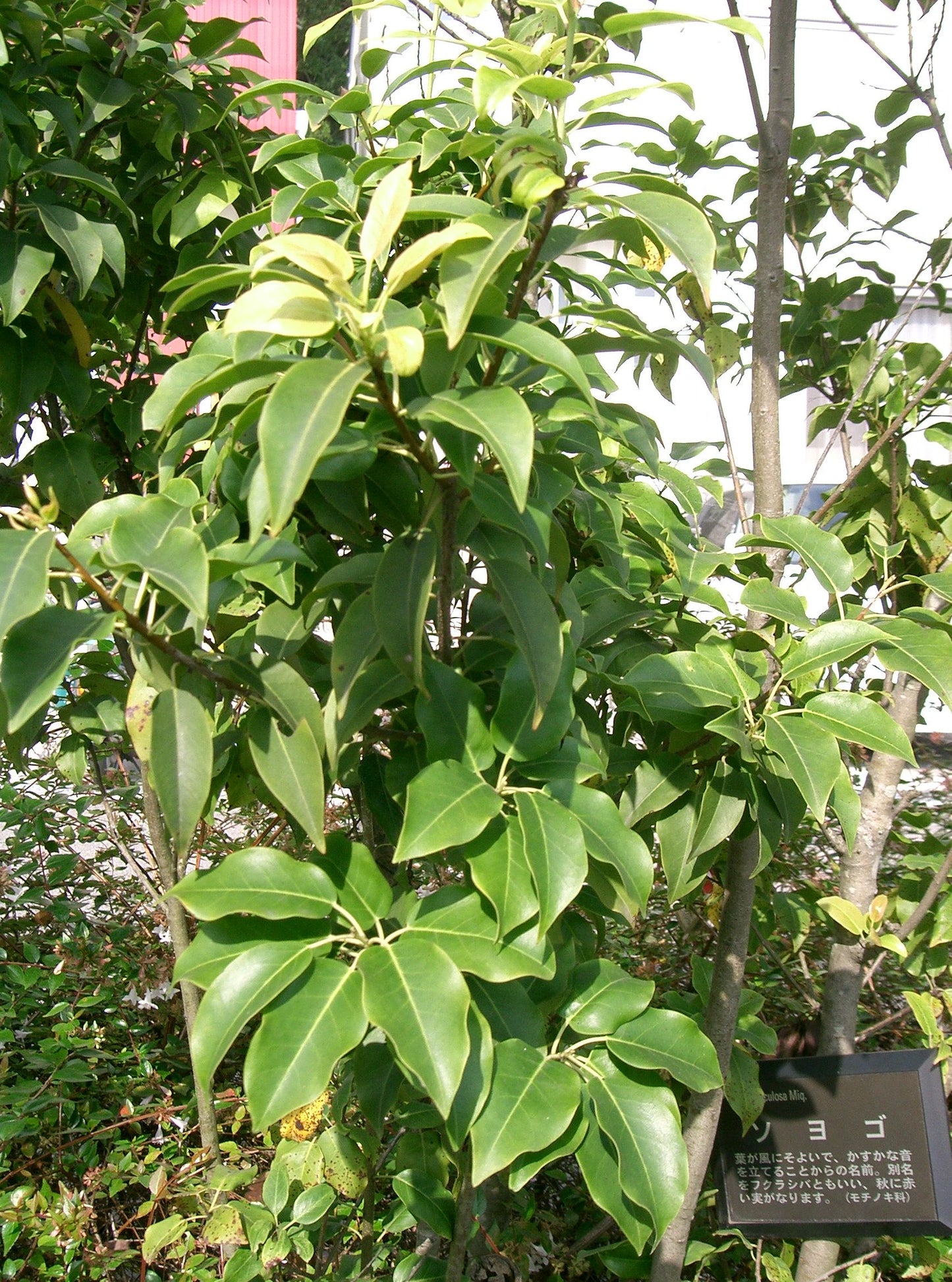 Longstalk Holly (Ilex pedunculosa)