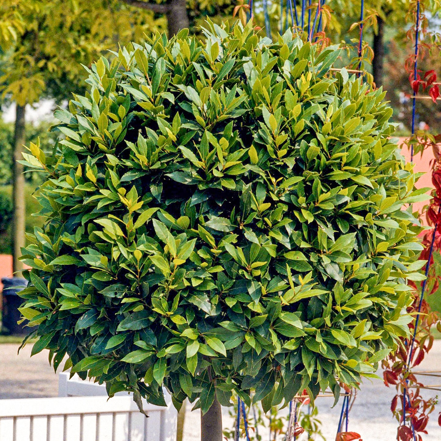 Sweet Bay Leaf Grecian True Laurel (Laurus nobilis)