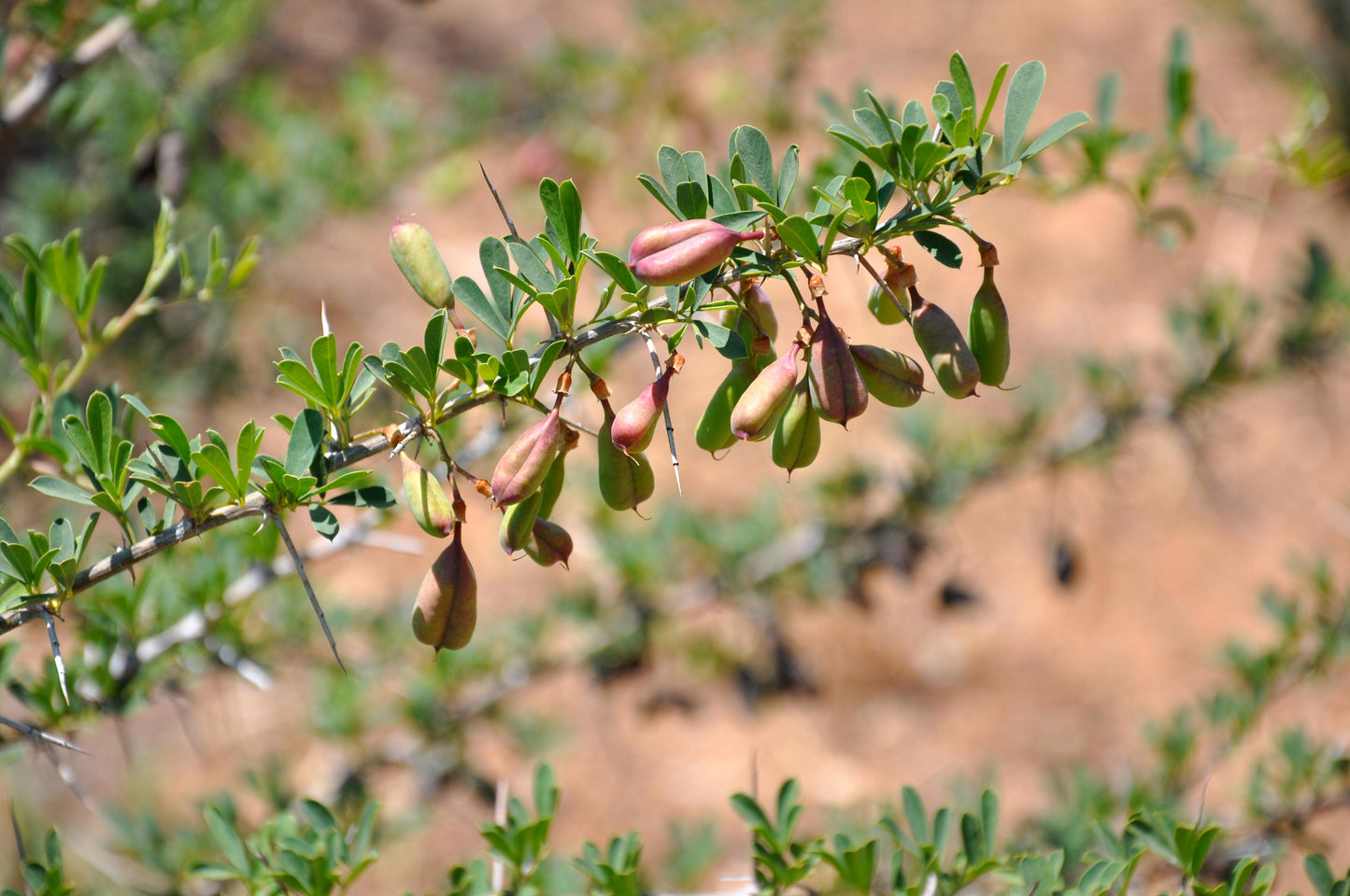 Common Salttree (Halimodendron halodendron)