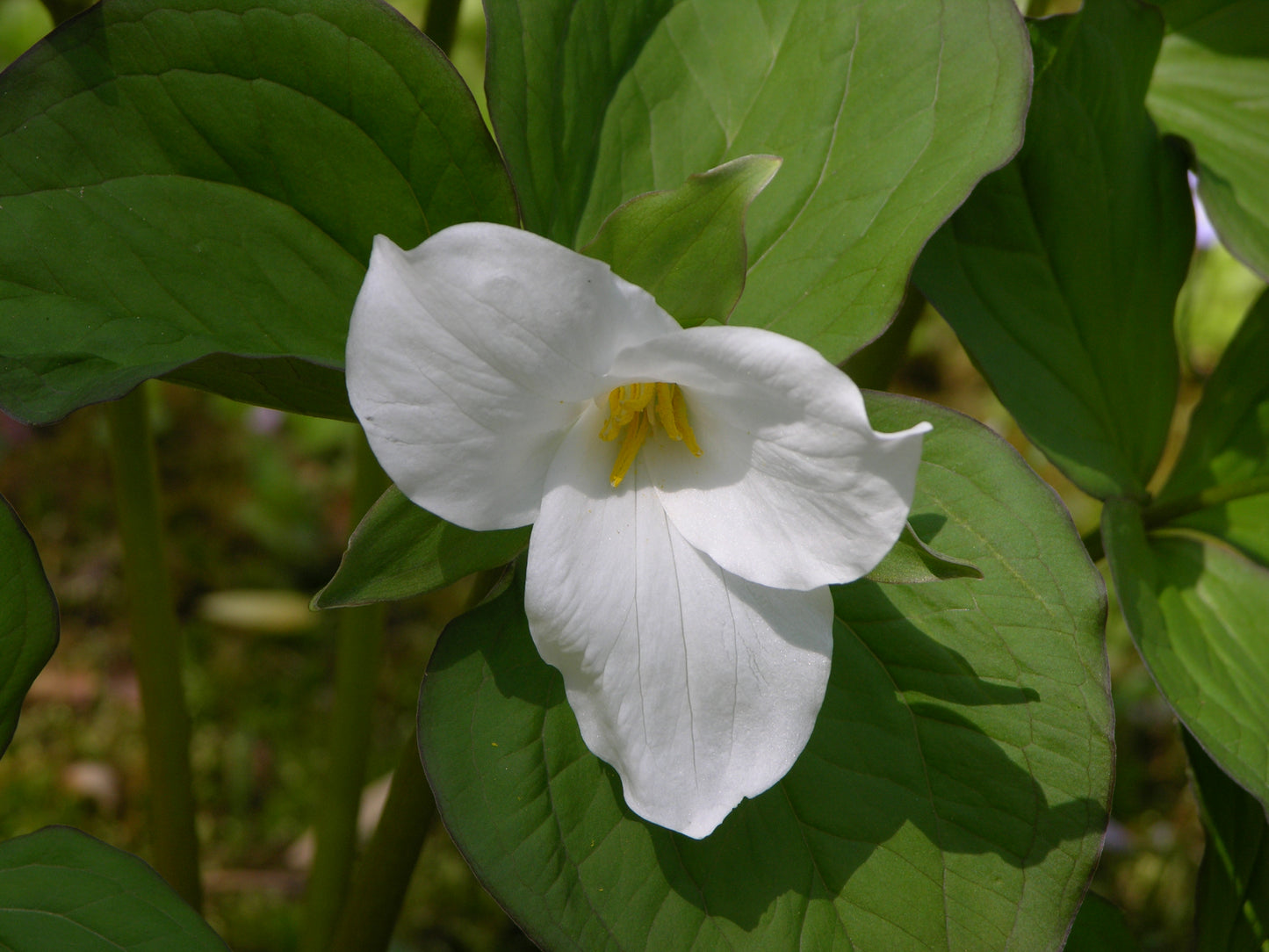 Large Trillium Trillium (Trillium grandiflorum)