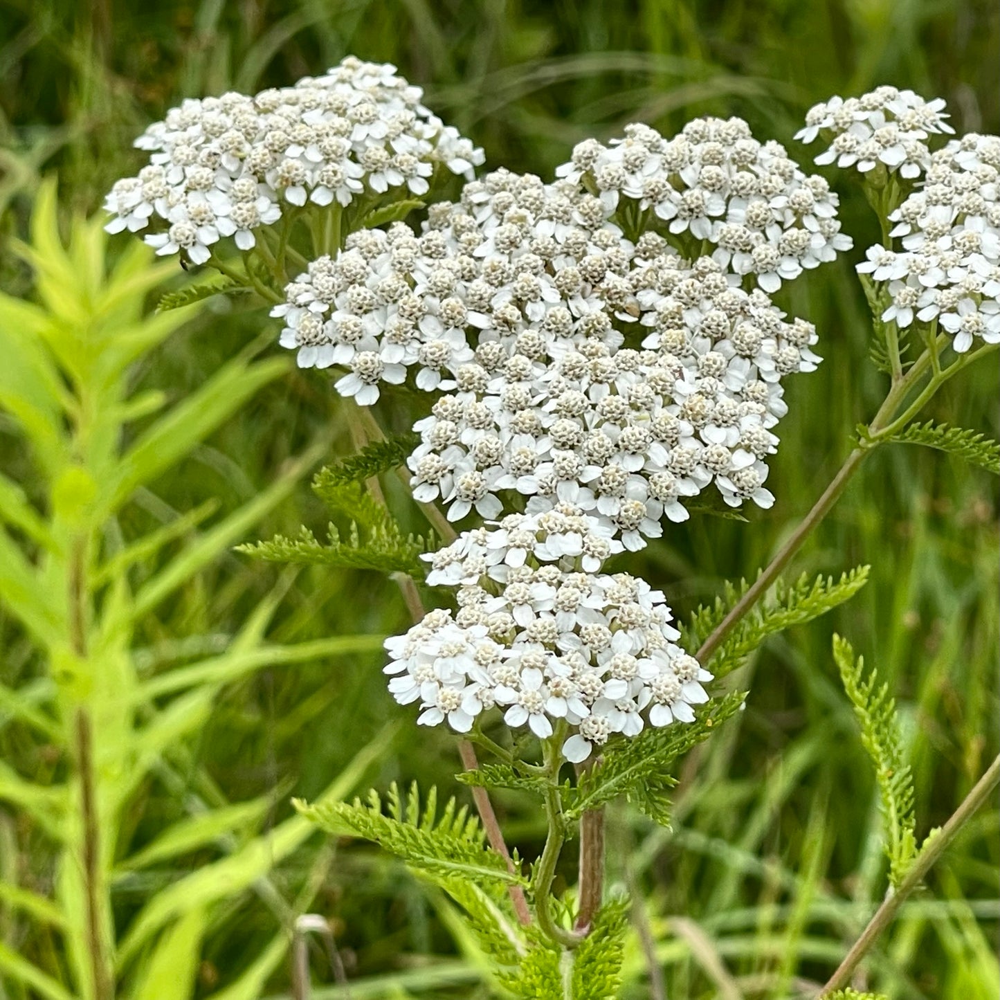 Common Yarrow, Plumajillo (Achillea millefolium)