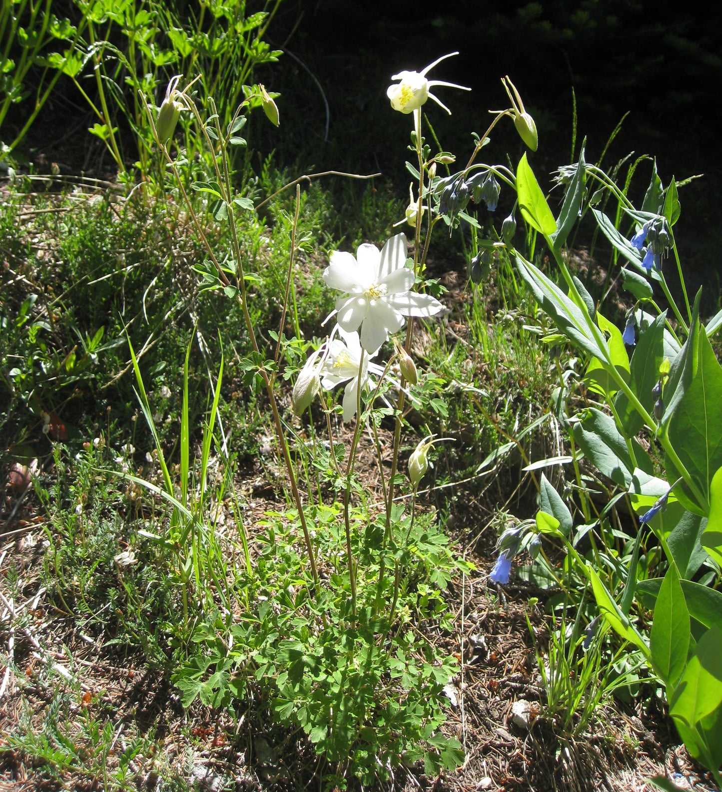 Colorado Columbine Colorado Rocky Columbine (Aquilegia caerulea)