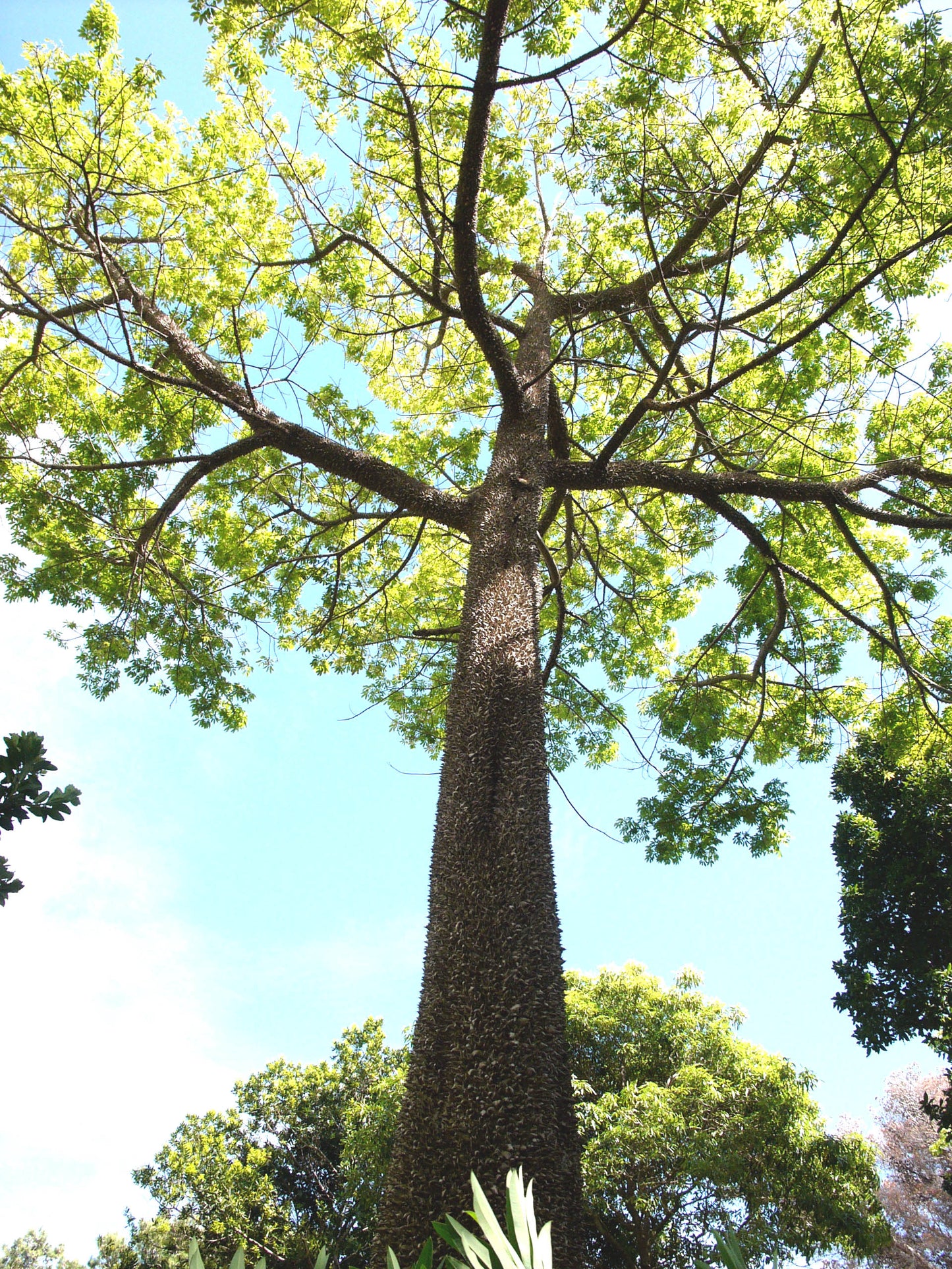 Java Cotton Java Kapok Kapoktree (Ceiba pentandra)