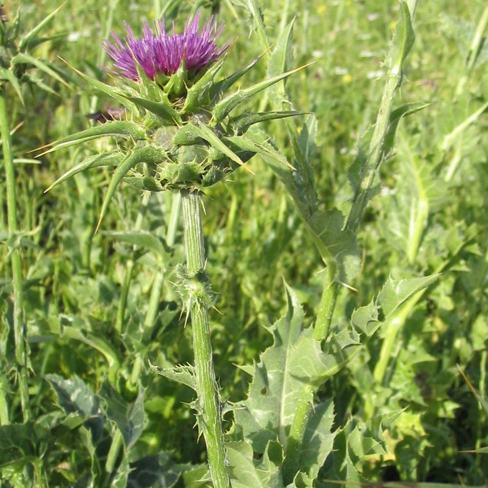 Blessed Milkthistle Holy Thistle Mary Milk Thistle (Silybum marianum)