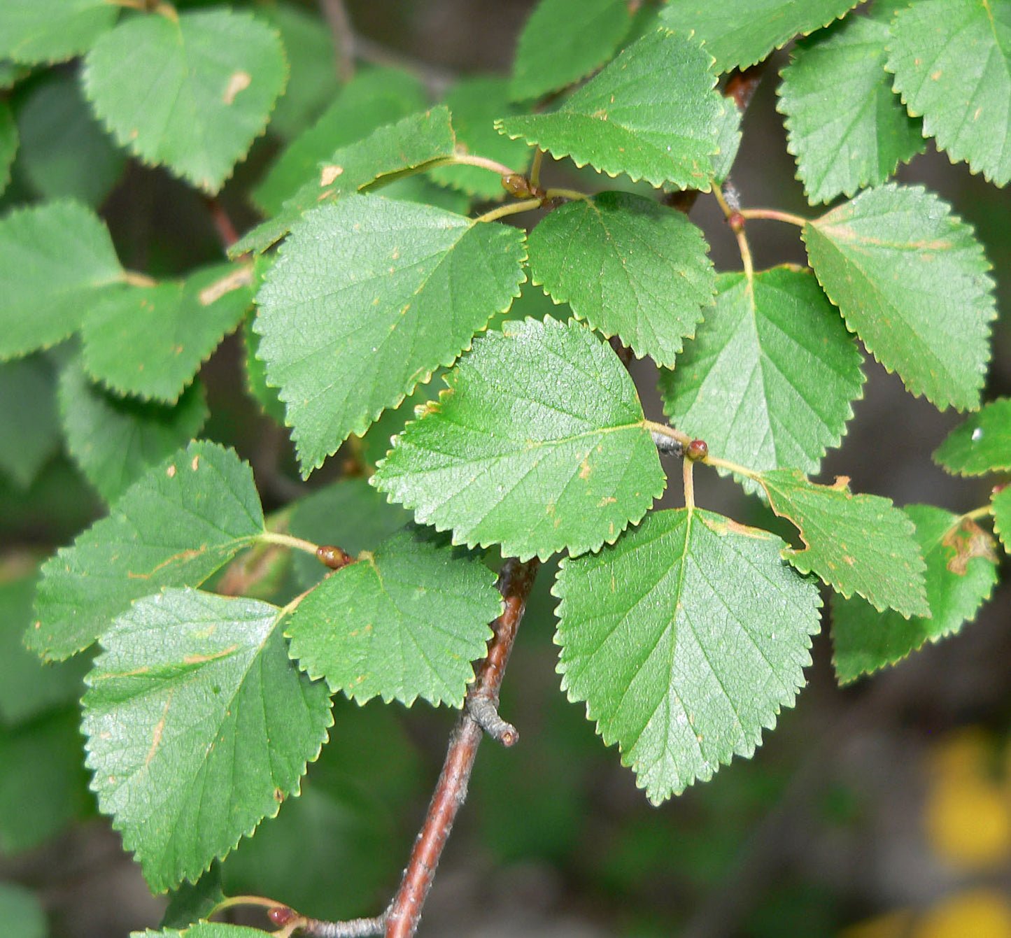 Red Birch Water Western Red Birch (Betula occidentalis)