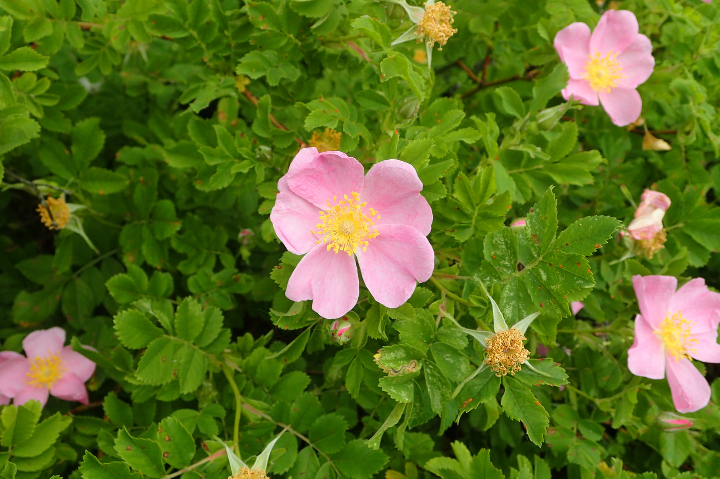Arkansas Rose (Rosa arkansana)